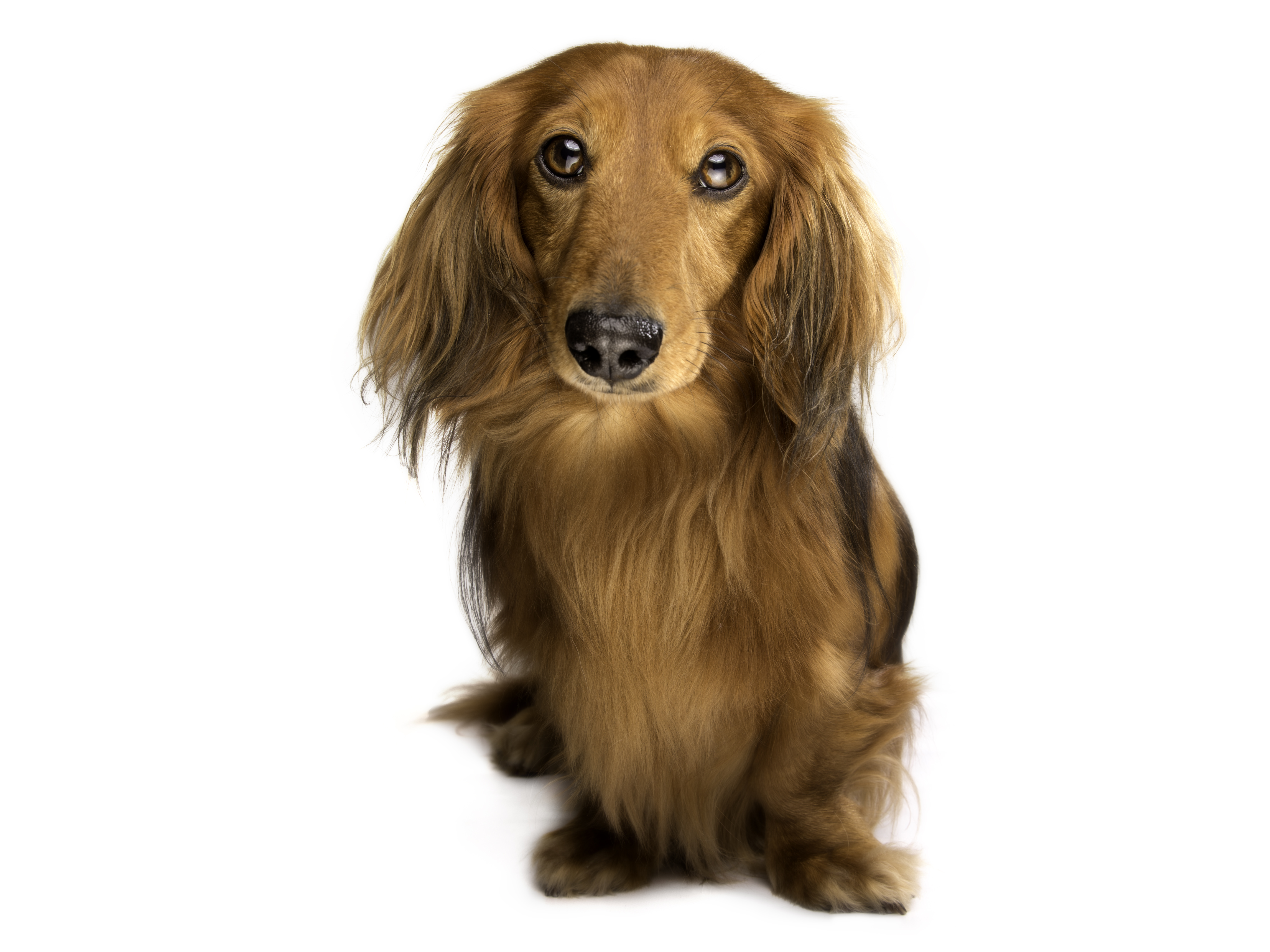 Dog portrait waterford